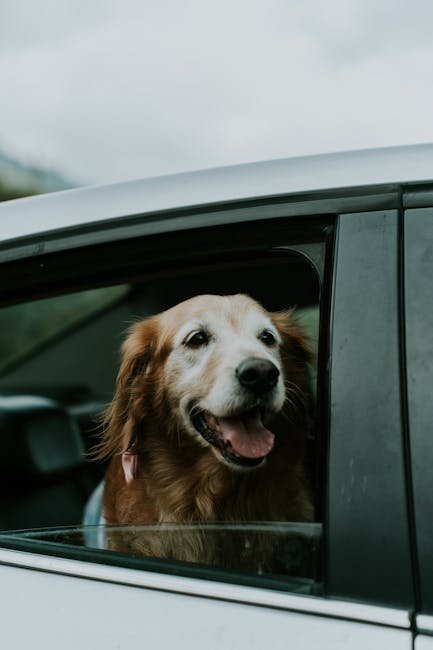 Happy Golden Retriever looking out of a car window, enjoying the ride.